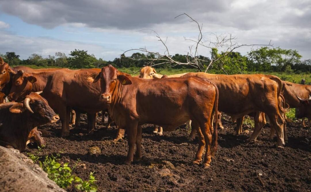 Yucatán mantiene bajo control el brote de gusano barrenador (13/11/2025). Foto: Especial