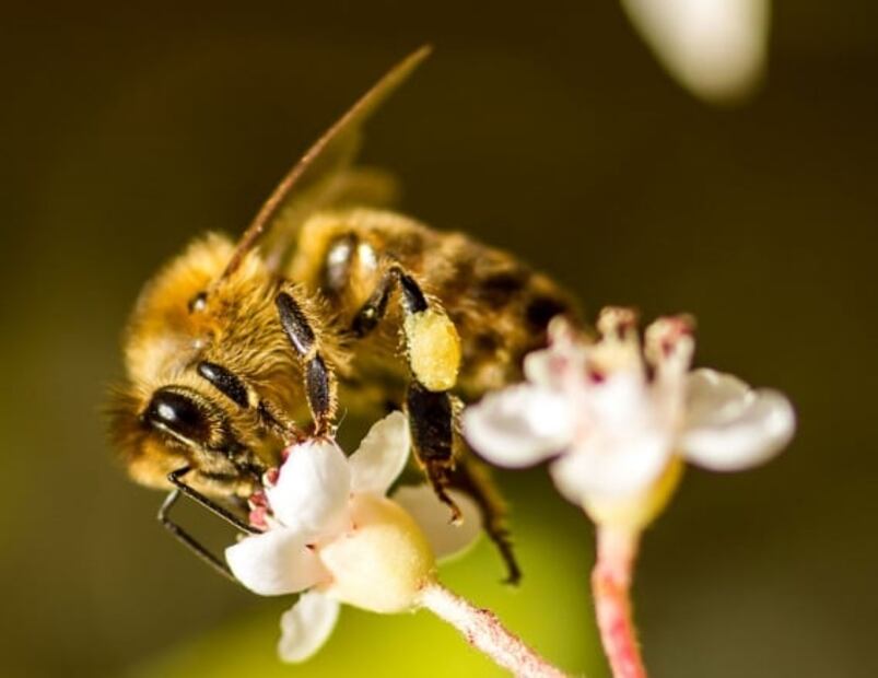 Al rescate de la abeja; otras especies importantes en la polinización