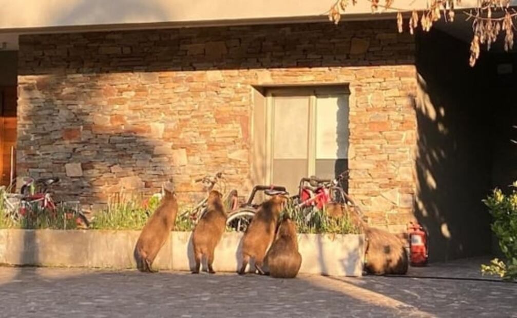 La Rebelión de los Capibaras y el debate que han desatado en Argentina