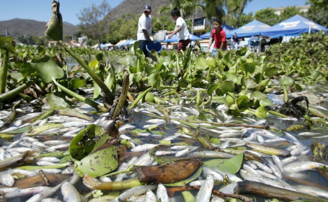 Dead fish amid water hyacinth – Photo: José María Martínez/EL UNIVERSAL 