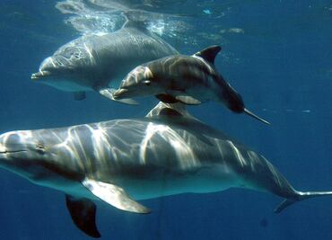 Muere un delfín que turistas sacaron del mar para tomarse fotos