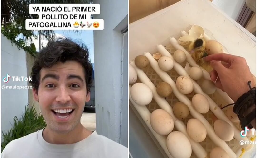 Patogallina. Fotos: Captura de TikTok @maulopezzz
