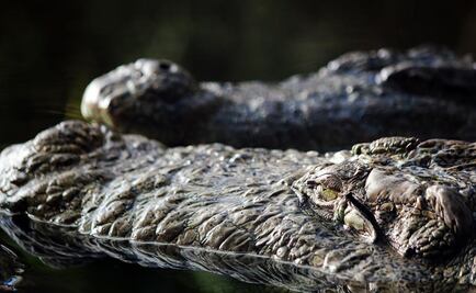 Pensó que era un perrito con correa larga... y resultó ser un caimán; le mordió la pierna