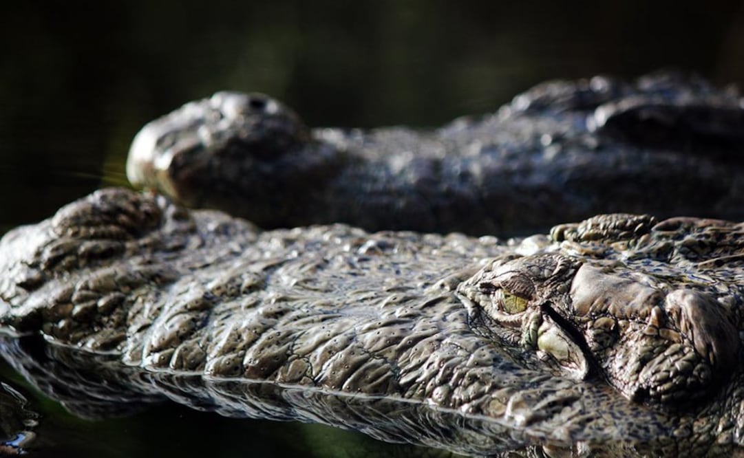 Foto: Ilustrativa. Pixabay