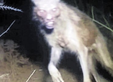 Los nahuales y sus transformaciones culturales