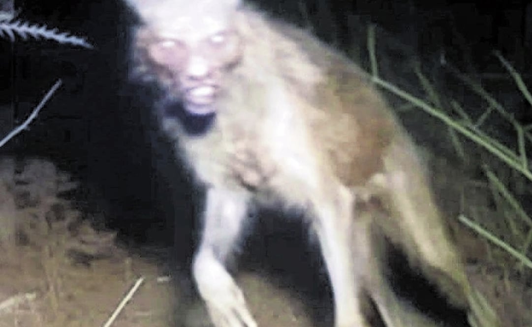 En redes sociales circuló el presunto avistamiento de un nahual en Oaxaca, a finales de 2023; tiempo después se desmintió la veracidad de esta imagen, pero el nivel de testimonios alrededor de estas criaturas va en aumento. "Nahualli" significa “secreto, misterioso, oculto”, según relató el francés Brasseur de Bourbourg; también se ligó a “brujo, mago, hombre hábil en ciencias y artes”, cuya máxima habilidad radica en “transformarse en la figura de su animal o demonio predilecto”. Foto: ESPECIAL.