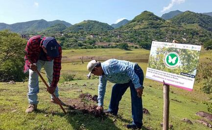 Plantan árboles para hospedar a mariposa morfo blanca en Morelos