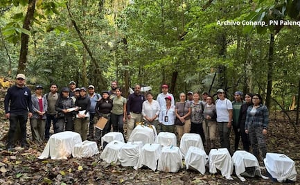 Liberan 16 monos araña y un aullador en Parque Nacional Palenque; autoridades aplicarán protocolo de monitoreo continuo