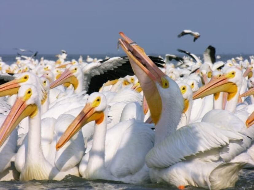 Pelícanos borregones: espectáculo de la naturaleza en Michoacán