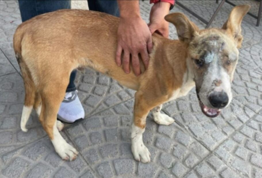 Detienen en Ecatepec a hombre que puso pirotecnia en hocico de perro
