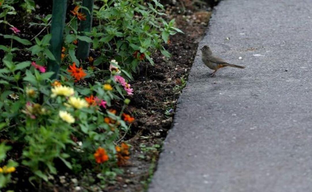 Colorful surroundings welcome local fauna in Xochitla Ecological Park, State of Mexico - Photo: Berenice Fregoso/EL UNIVERSAL