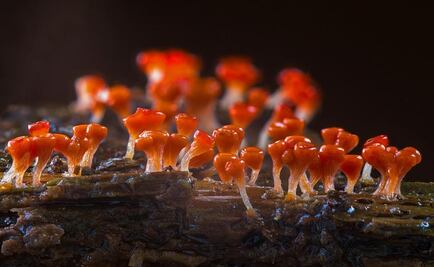 Cierran playa de Iowa por ameba "comecerebros"; dejó en terapia intensiva a un nadador