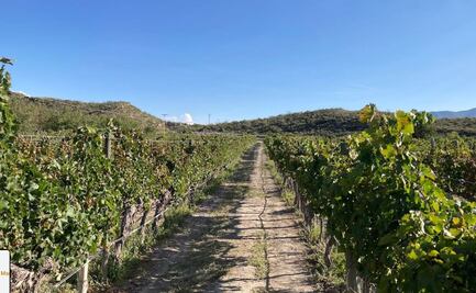 Ante invasión, Casa Madero suspende recepción de visitantes pero mantiene producción de vino