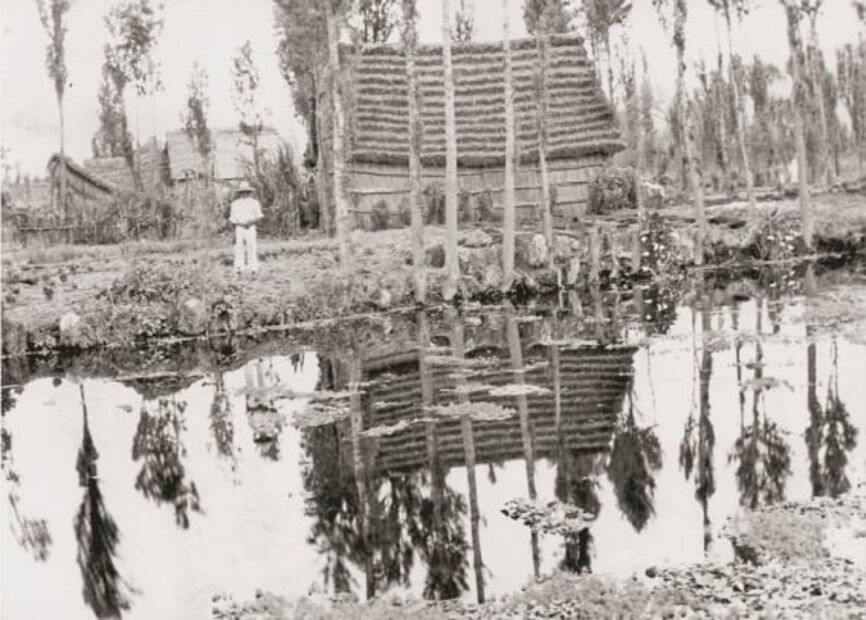 Ahuejotes, los viejos guardianes de las chinampas