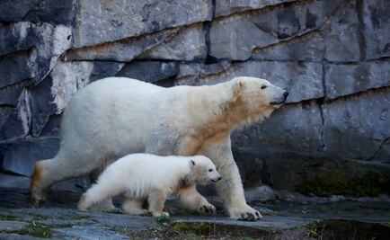 Zoológico en Berlín nombra "Hertha" a osa polar de 4 meses