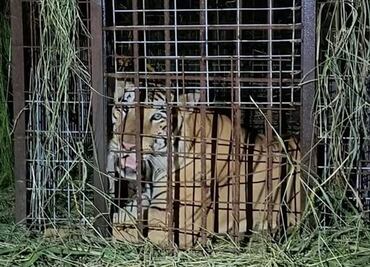 Tras 5 días fugitivo, capturan a tigre siberiano que escapó de un zoológico en Reynosa, Tamaulipas