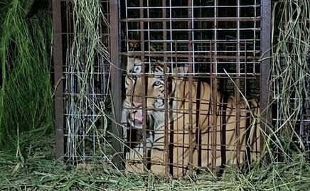 Tras 5 días fugitivo, capturan a tigre siberiano que escapó de un zoológico en Reynosa, Tamaulipas