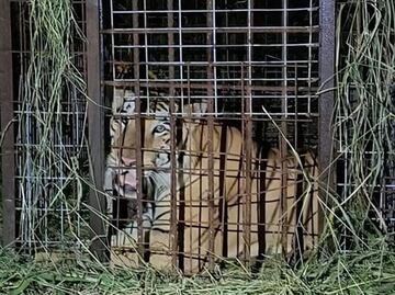 Tras 5 días fugitivo, capturan a tigre siberiano que escapó de un zoológico en Reynosa, Tamaulipas