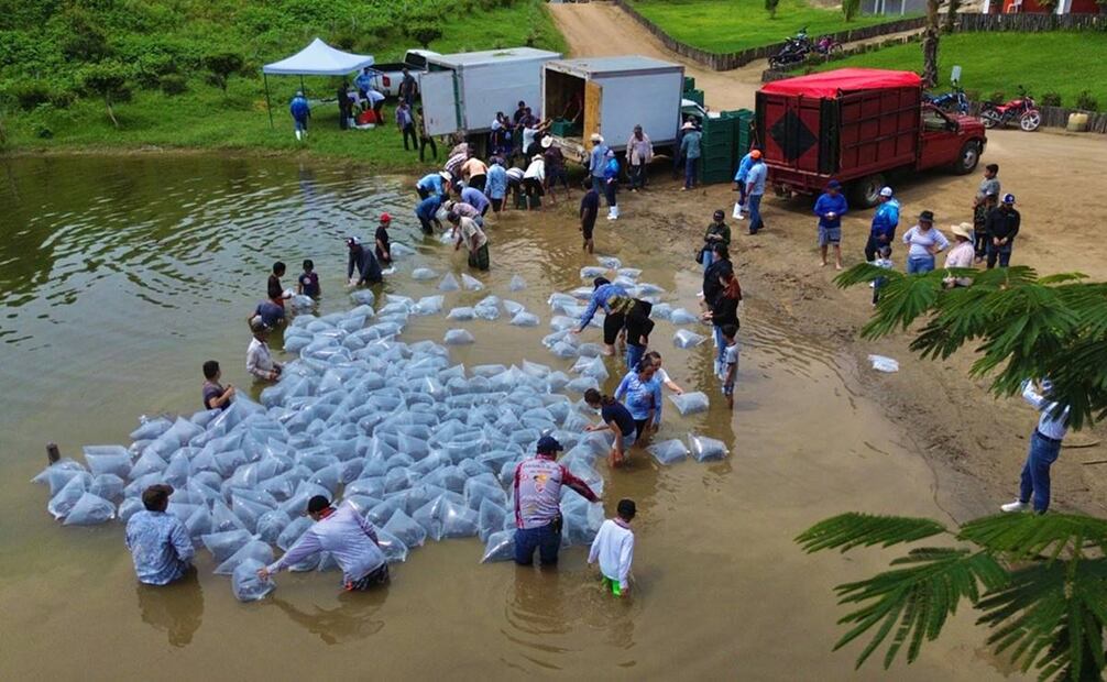 Subsecretaría de Acuacultura del Estado dio a conocer que con esta cuarta etapa de siembras. Foto: oficial