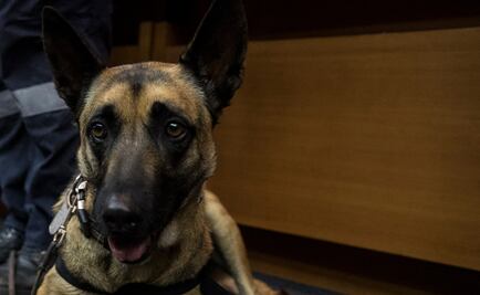 Fomentan cultura de protección canina en Puebla