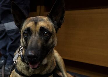 Fomentan cultura de protección canina en Puebla