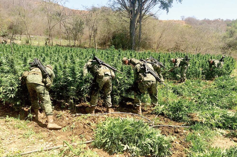 Según inteligencia, la zona es controlada para la siembra de marihuana por Fernando Cruz, El Tena, lugarteniente de Los Caballeros Templarios (CARLOS ARRIETA. EL UNIVERSAL)