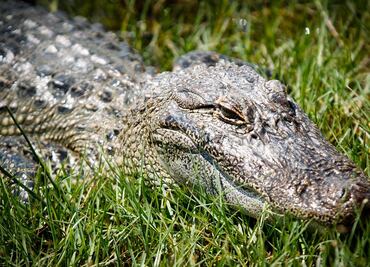 Cocodrilos podrían ayudar a la infertilidad masculina