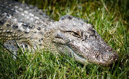 Cocodrilos podrían ayudar a la infertilidad masculina