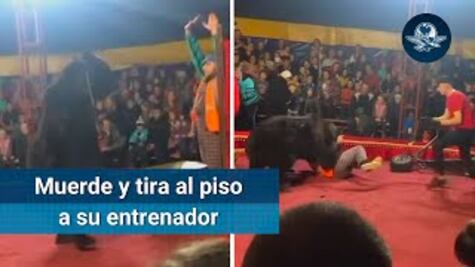 Oso ataca a su entrenador en pleno show en Rusia