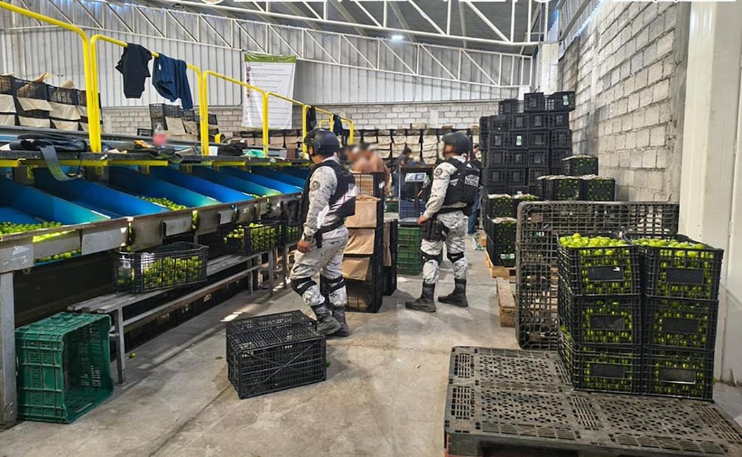Recorridos a empacadoras e industrias cítricas en Michoacán (30/12/2025). Foto: Especial