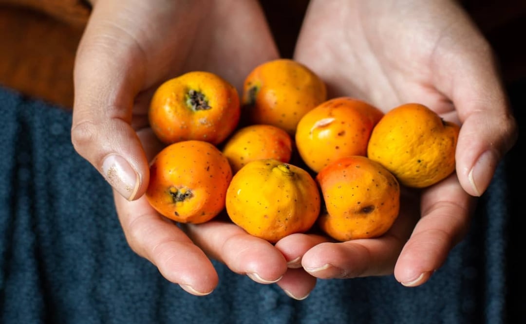 ¡El tejocote no solo sirve para hacer ponche! Foto: Freepik.