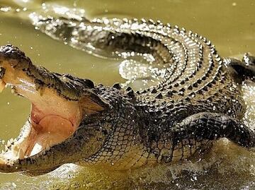 Madre arroja a su hijo de 6 años con discapacidad a un río infestado de cocodrilos en India