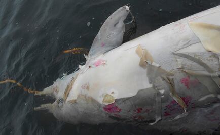 Investigan misteriosa muerte de 80 delfines en Brasil