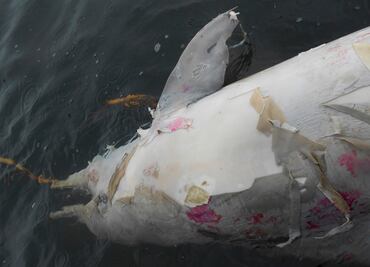 Investigan misteriosa muerte de 80 delfines en Brasil