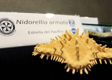 Reconocen seis especies de estrellas de mar del Templo Mayor