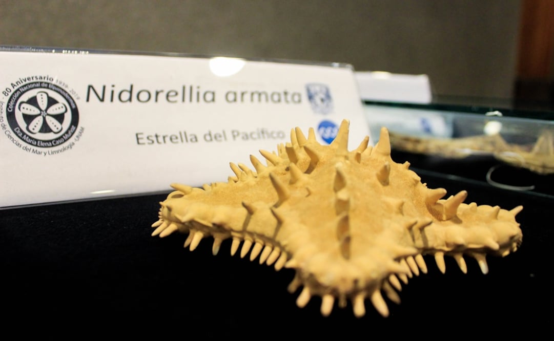 Las estrellas de mar eran colocadas al fondo de ofrendas para recrear el inframundo acuático de dioses como Tláloc. Foto: Notimex