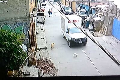Captan cuando conductor de supuesta camioneta de Bimbo atropella a un perro