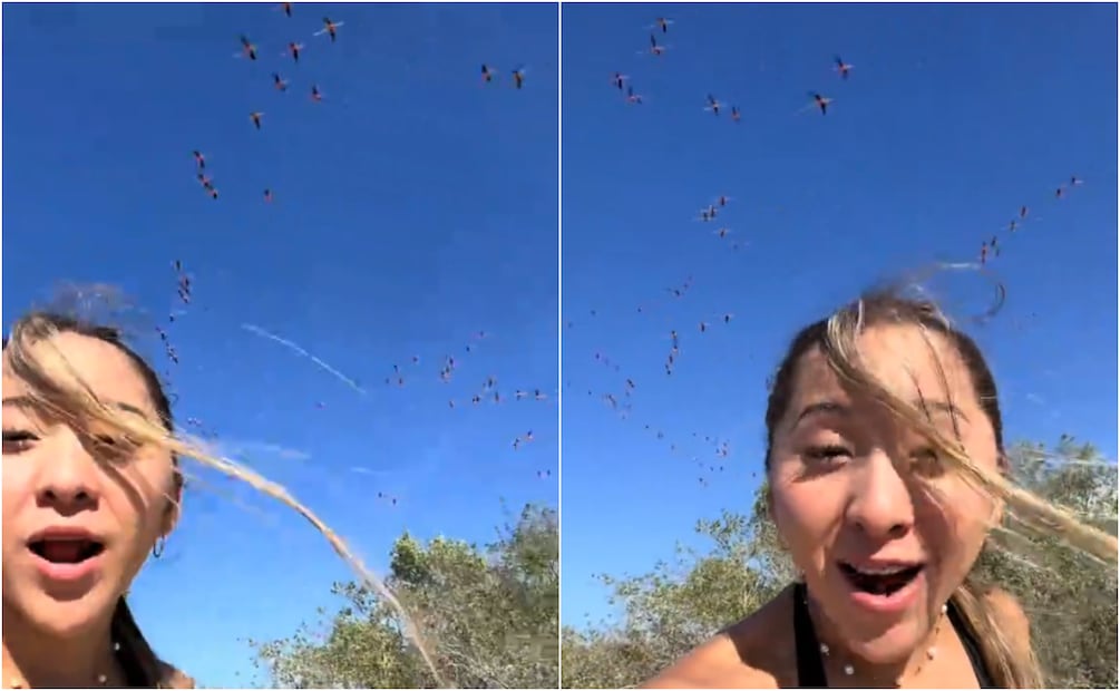 En las imágenes de la influencer se ve a decenas de flamencos huir volando del área. Foto: TikTok @elisalayuca18