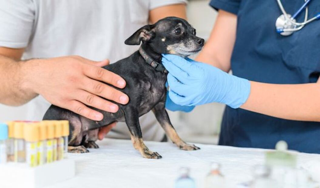 Guía para dueños preocupados. Fuente: Freepik.