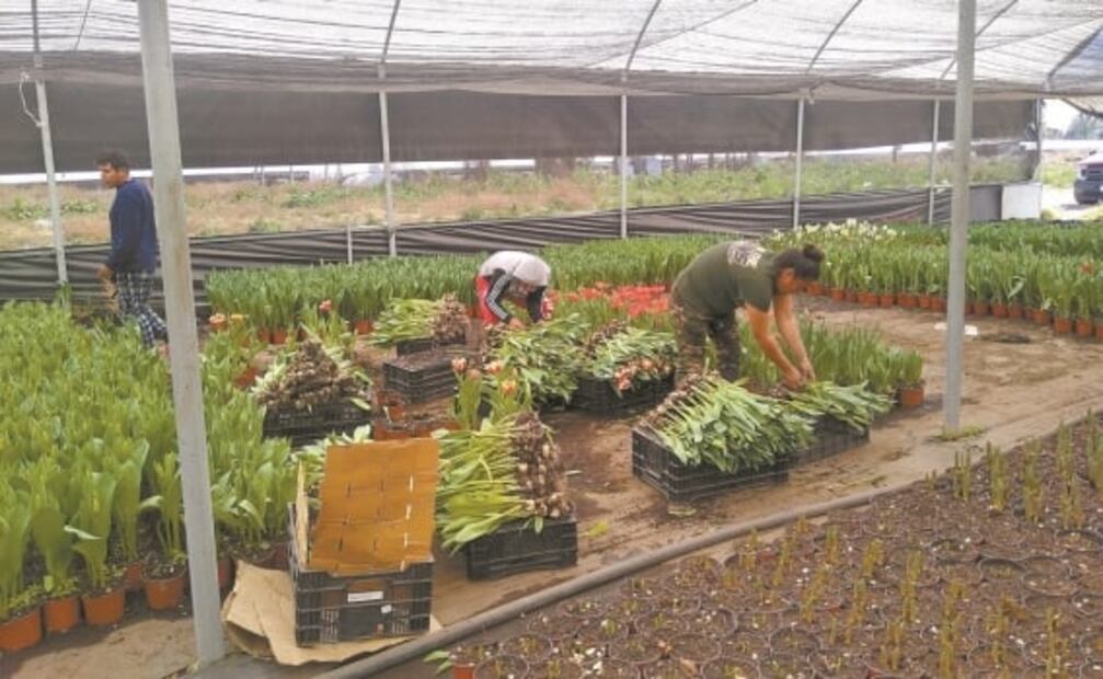 Tulipán, regalo que florece en mes del amor