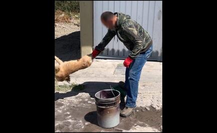 Captan a sujeto azotando a perrito y metiéndolo en agua helada en Actopan, Hidalgo