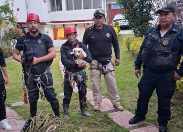 Brigada Animal rescata a dos cachorritos atrapados en una barranca de Álvaro Obregón; están bajo resguardo