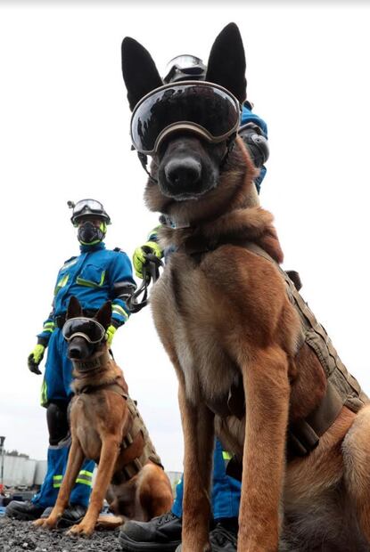 Fiestas patrias desoladas por Covid-19 y perros rescatistas con actitud de rockstars, entre las fotos de la semana