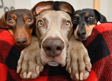 Los perros europeos comparten genoma con los del Neolítico