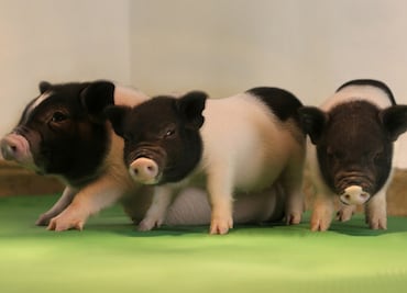 Científicos clonan cerdos con órganos más seguros para su trasplante en humanos