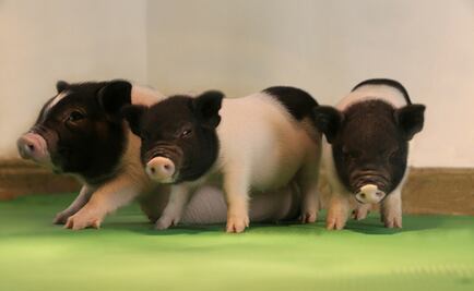 Científicos clonan cerdos con órganos más seguros para su trasplante en humanos