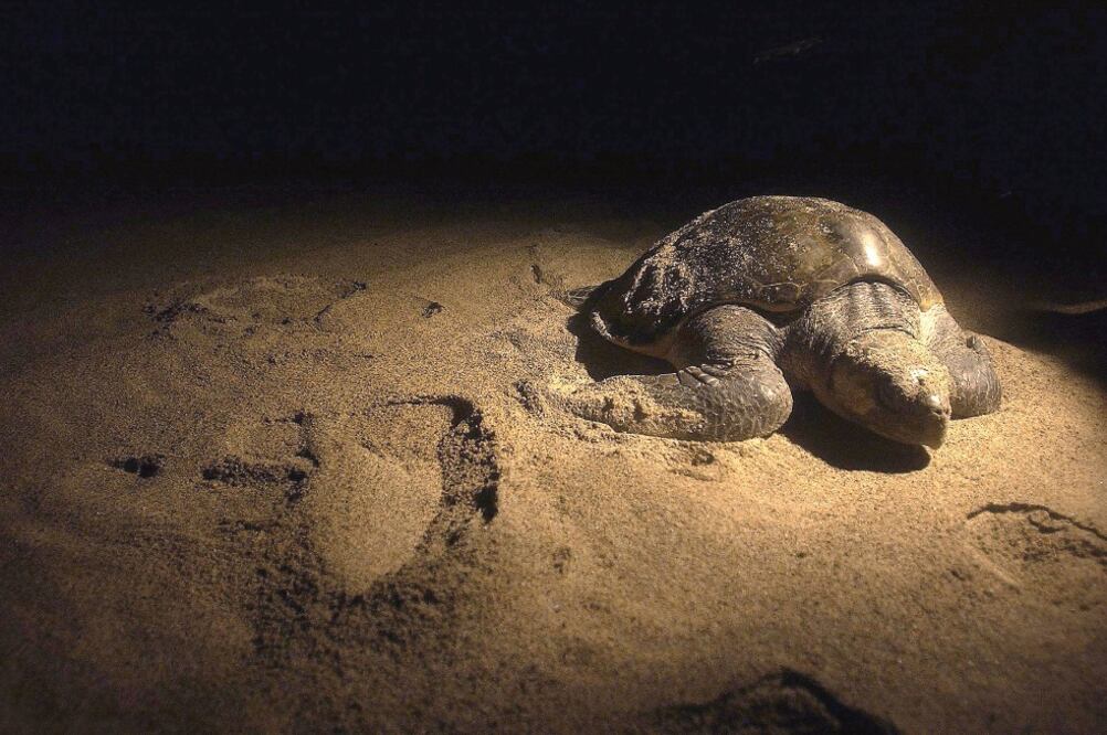 Aumento en la pena. En caso de acreditar que la persona tenía la carne de tortuga con fines comerciales, la sentencia aumenta hasta por tres años más. (ARCHIVO EL UNIVERSAL)