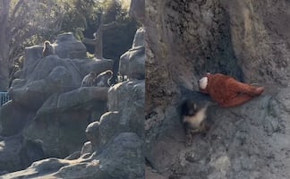 Influencer mexicano visita a mono “Punch” en zoológico de Ichikawa; “siguen sin aceptarlo en la manada”, asegura
