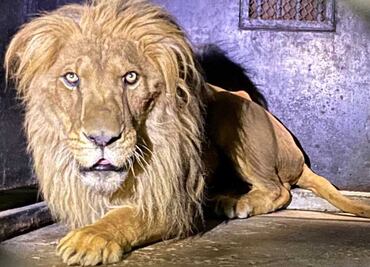 Felinos y primates llegan al Zoológico de Chapultepec tras ser rescatados de santuario en Tlalpan