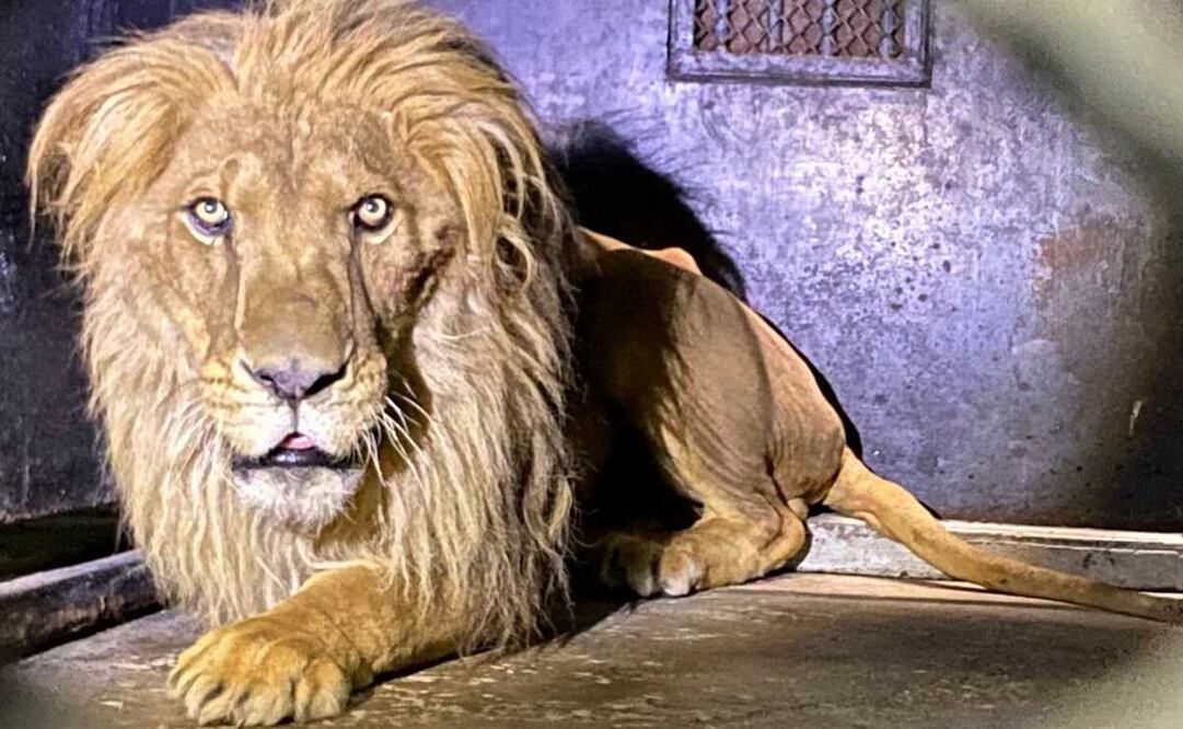 Los leones, leonas, tigresa y primates, fueron alimentados y se les estará proporcionando su dieta dividida en dos porciones al día. Foto: Especial 